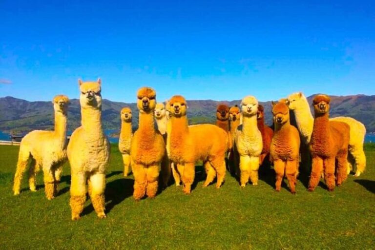 All Inclusive Shamakhi Alpaca & Wine Tour - Exploring the Shamakhi Region: Mountains, Alpacas, and Meadows