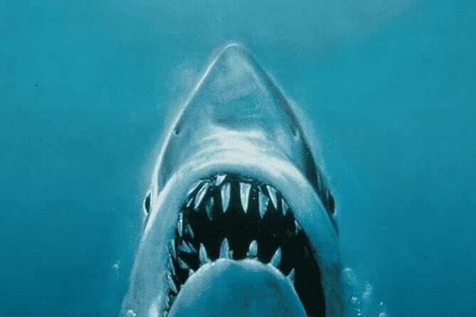 All New Shared Jaws tour Budget Friendly - The Value of the Experience