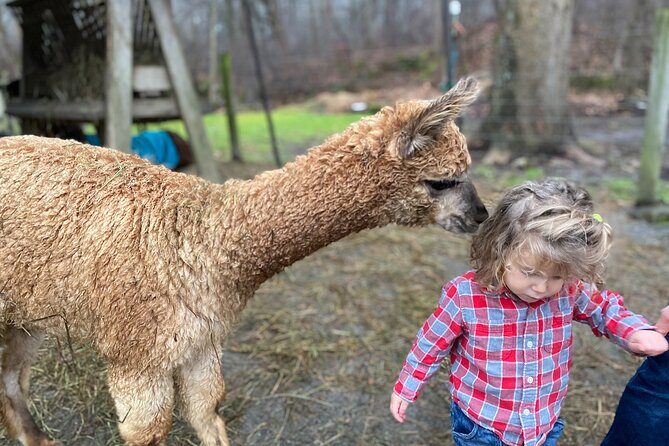 Alpaca and Llama Encounter with Guided Walk - What the Reviews Say