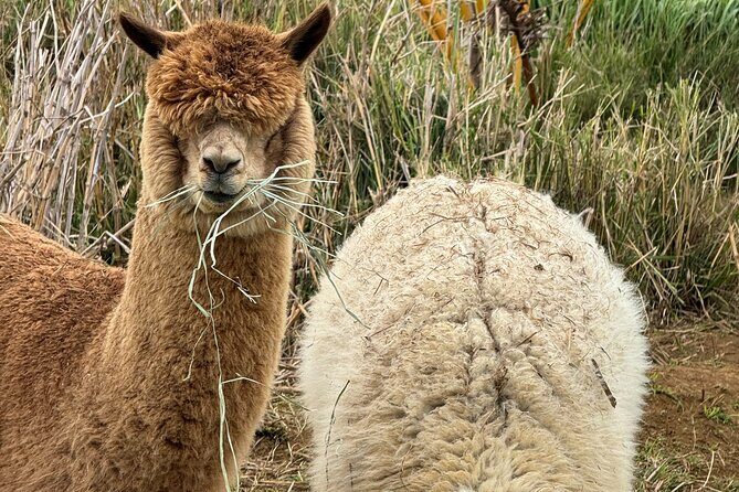 Alpaca Farm Experience on the Road to Hana - FAQs