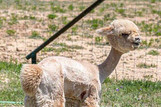 Alpaca Interaction and Wine Tasting - An Inside Look at the Tour Experience