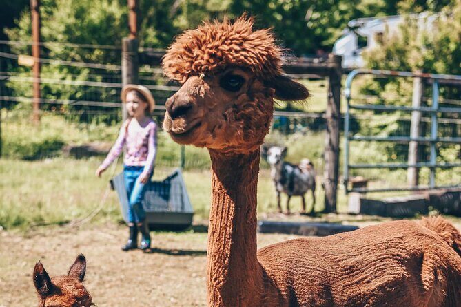 Alpaca Picnic - Immersive Animal Encounter - Seattle Experience - Practical Details and Tips