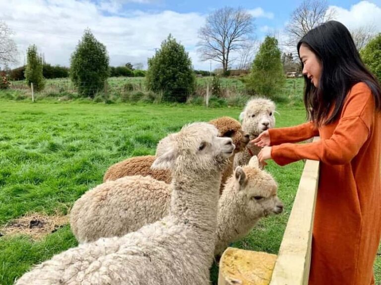 Alpaca Private Tour with guide - FAQ