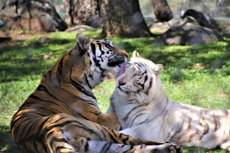 Alpine: Lions Tigers & Bears Animal Sanctuary Guided Visit - What Makes This Tour Special