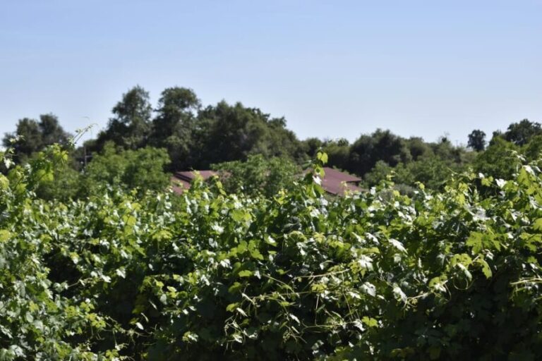 Amador County Wine Tasting Tour Private Tour 1 To 14 Group - Why Choose This Tour?