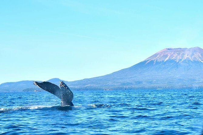 Amazing Whale Watching and Marine Wildlife Shore Excursion - What Sets This Tour Apart?