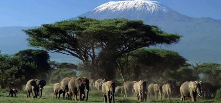 Amboseli National Park Day Trip from Nairobi - Why This Tour Offers Great Value