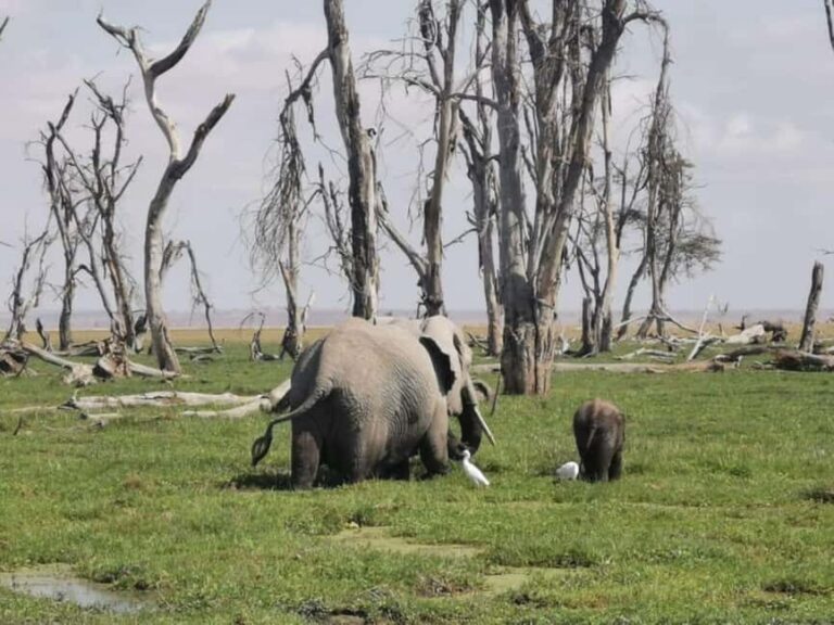 Amboseli National Park: Guided Full Day Tour - Wildlife Viewing: Big Five and Beyond