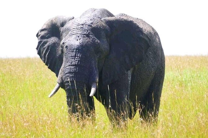Amboseli national park over night - What’s Included & What You Should Consider