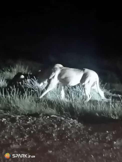 Amboseli: Night Game Drive with Sundowner Experience. AW - The Value of This Nighttime Safari
