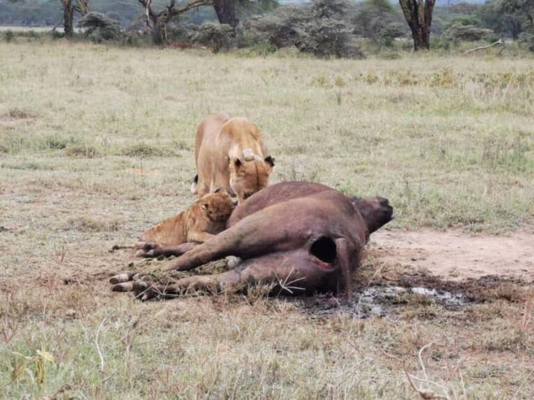 Amboseli Wildlife Day Tour and Masai Village Visits - An In-Depth Look at the Amboseli Day Tour