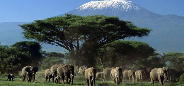 Amboseli Wildlife Day Tour and Masai Village Visits - The Experience in Detail