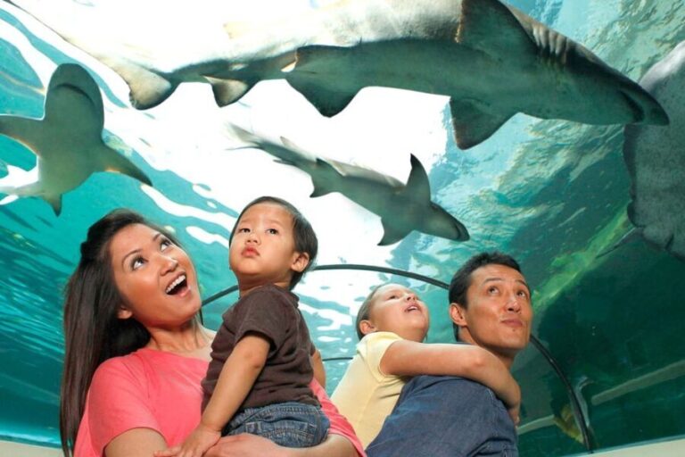 American Dream: SEA LIFE® Aquarium Entry Ticket - Value and Practical Tips