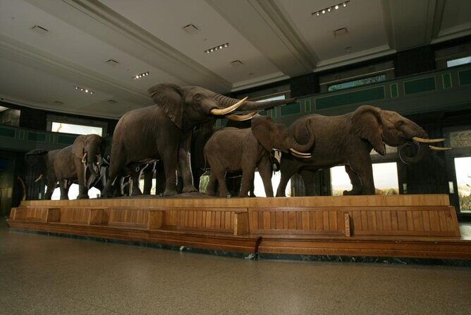 American Museum of Natural History Admission Ticket - Practical Tips for Your Visit