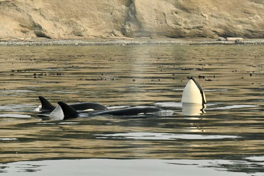Anacortes: Full Day Whale/Wildlife Tour; Friday Harbor Stop