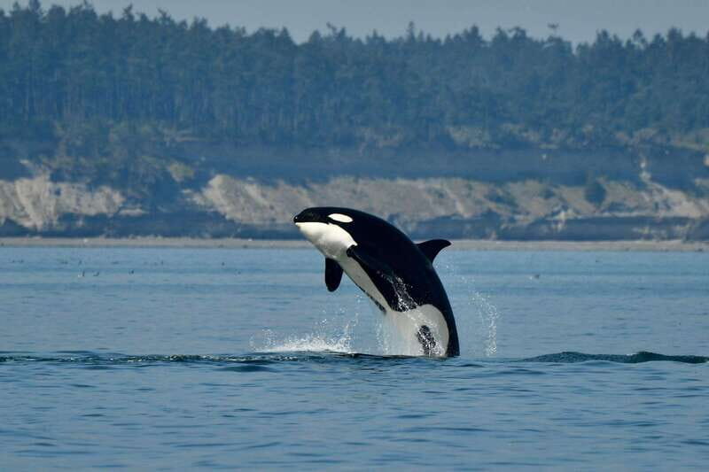 Anacortes: Whale Watching Adventure Tour Near Seattle