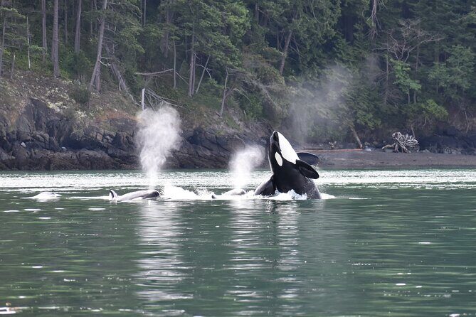 Anacortes Whale Watching Adventure Tour - Zodiac Boat - What to Expect on the Tour