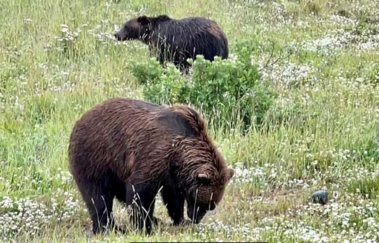 Anchorage: Bears, Beers, and Glacier Tour - Authentic Experiences and Genuine Value