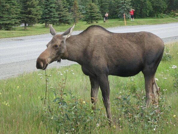 Anchorage City Tour w/ Taste of Wild Smoked Salmon & Reindeer Sausage - Scenic Views and Unique Landmarks