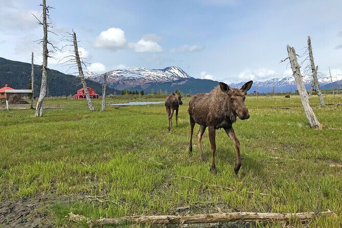 Anchorage to Seward Wildlife Adventure - The Sum Up: Is This Tour for You?