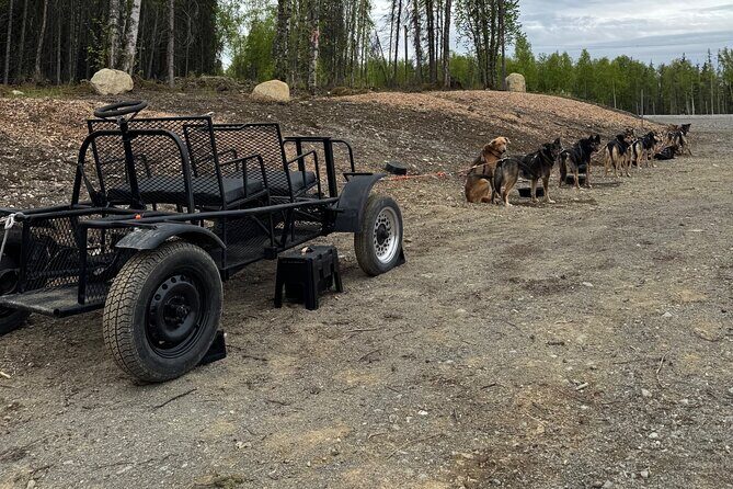Anchorage's Authentic Dog Sledding Experience - Who Should Consider This Tour?