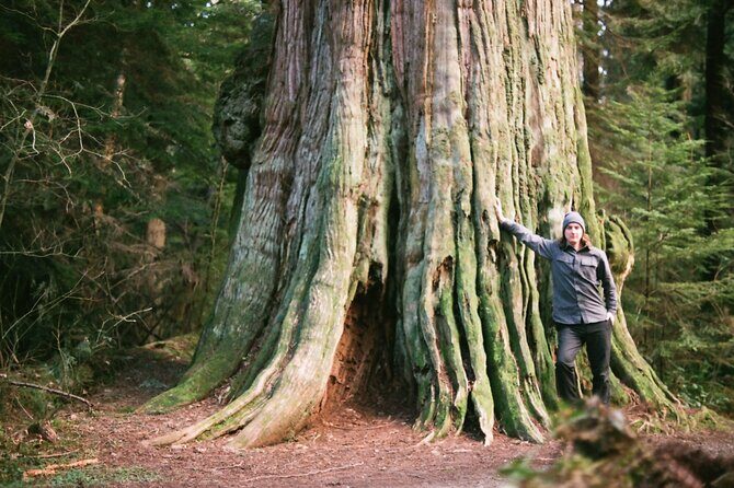 Ancient Trees of Vancouver Walking Tour - The Sum Up: Why This Tour Is a Great Choice