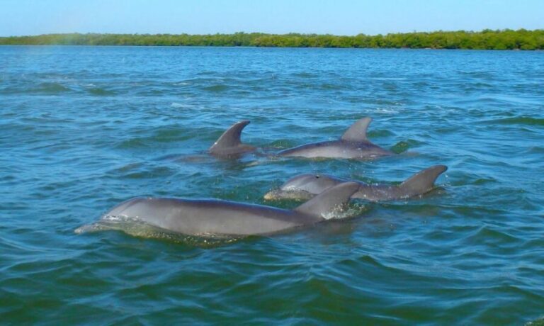 Anna Maria Island and Bradenton: Sunset Kayak Dolphin Tour - The Experience and Pricing: Is It Worth It?