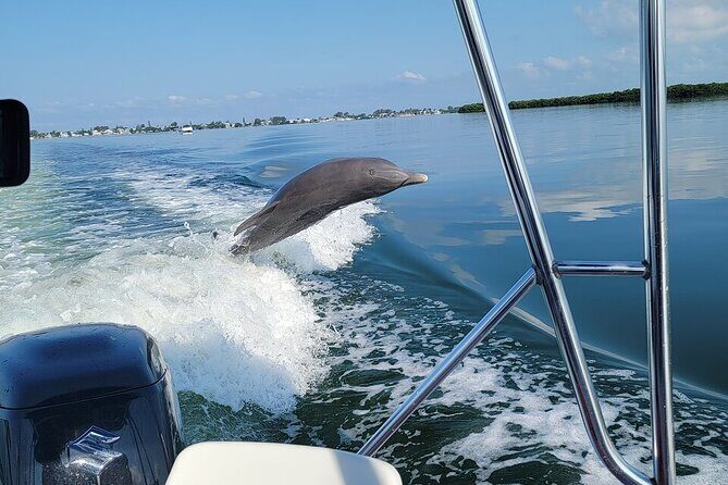 Anna Maria Island Dolphin Sightseeing Adventure - The Bottom Line