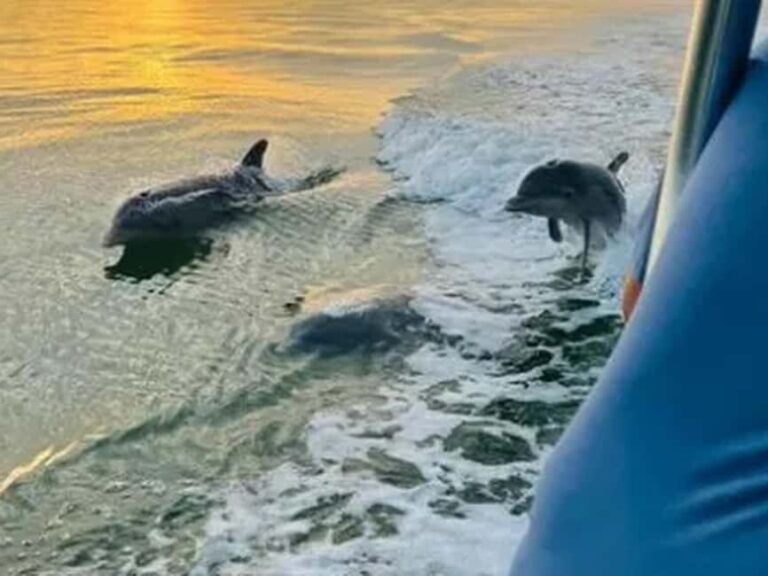 Anna Maria Island: Sunset Dolphin Cruise - Detailed Breakdown of the Itinerary