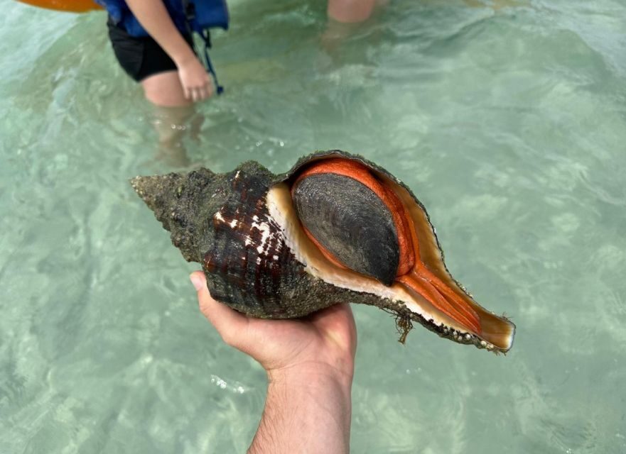 Anna Maria Island: The Island Kayak Tour