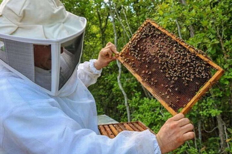 Apiary Tour (Bee tour) also Archeological site and salt Pond - Practical Details & What to Expect