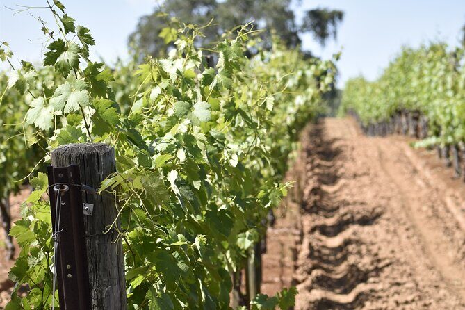 Apple Hill Wine Tasting Tours And Placerville wine tasting tours - What to Expect