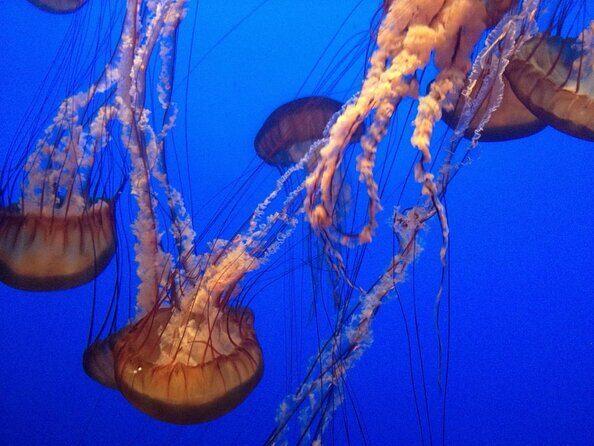 Aquarium of the Bay General Admission Ticket - FAQ