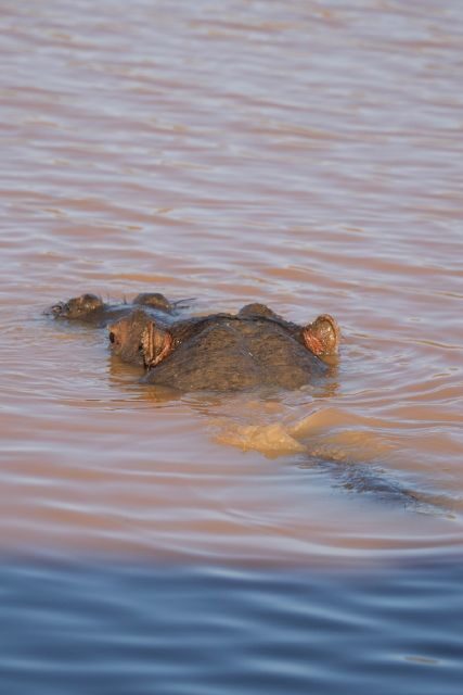 Aquila Game Reserve: Afternoon Safari - Authentic Insights from Other Travelers