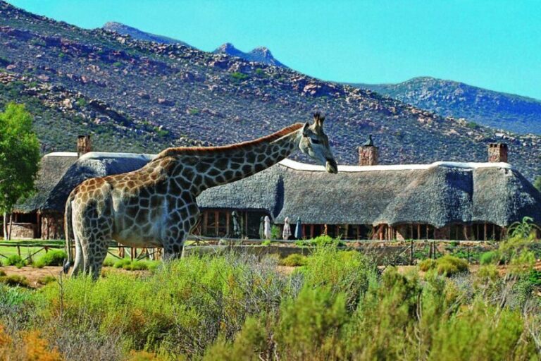 Aquila Reserve: Private Day Tour with Shared Game Drive - Wildlife & the Game Drive Experience
