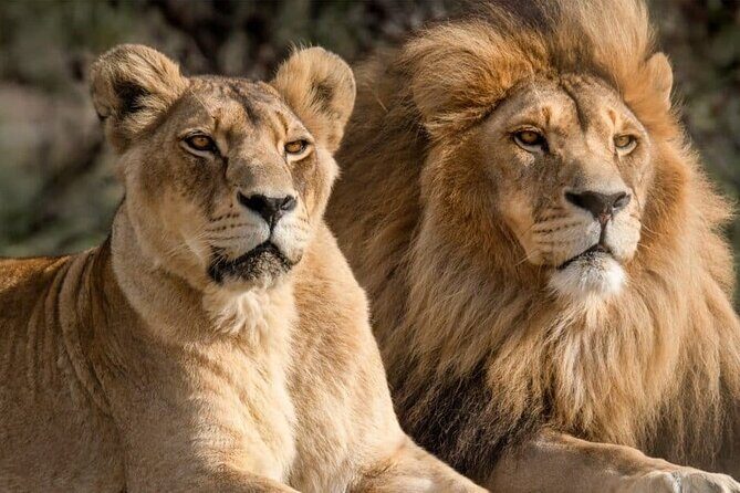 Aquila Reserve Safari with Lunch and Wine Tasting - What Travelers Say: Authentic Experiences and Highlights