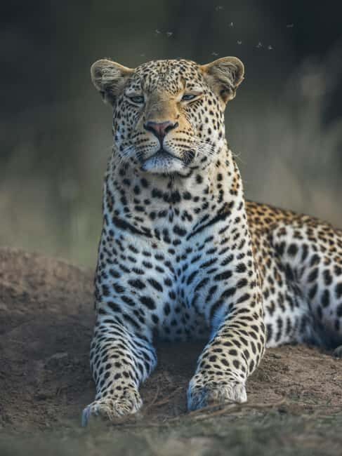 Aquila sunset safari Game reserve Group Tour - The Experience of Travel and Value
