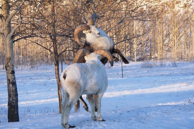 Arctic Day: Yukon Wildlife Half Day Viewing Tour - Who Should Consider This Tour?
