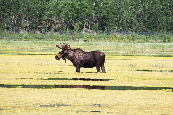 Arctic Day: Yukon Wildlife & Hot Springs Tour | half day - Who Should Consider This Tour?