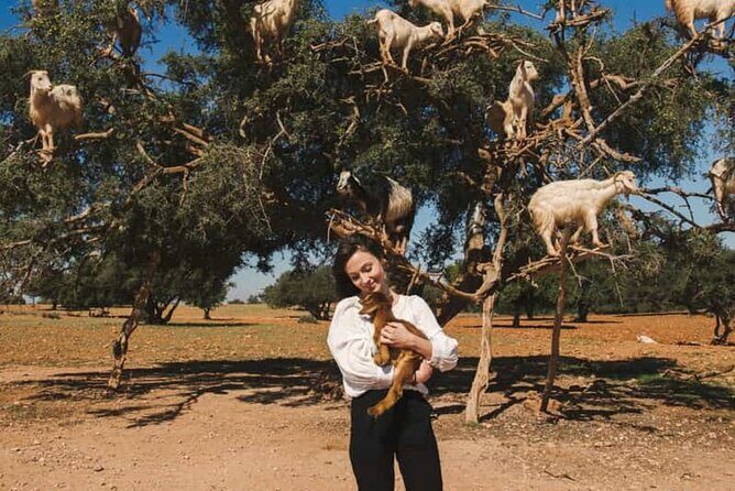 Argan Tree-Climbing Goats Morning Tour From Agadir - Why You’ll Love This Tour