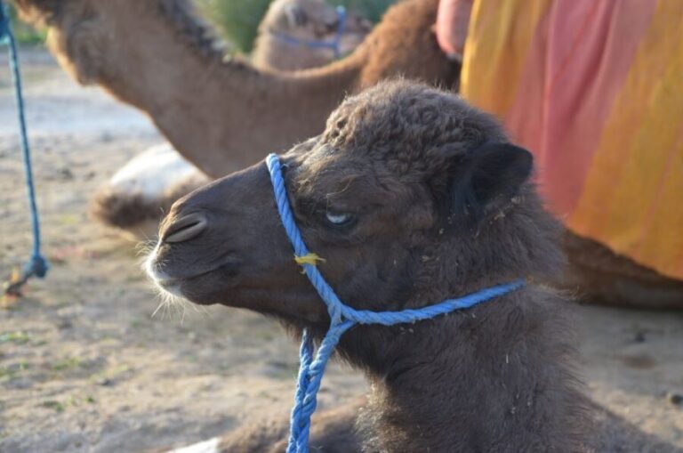 Around Marrakech: Camel Ride in Palm Groves including Tea - Highlights and Practical Tips