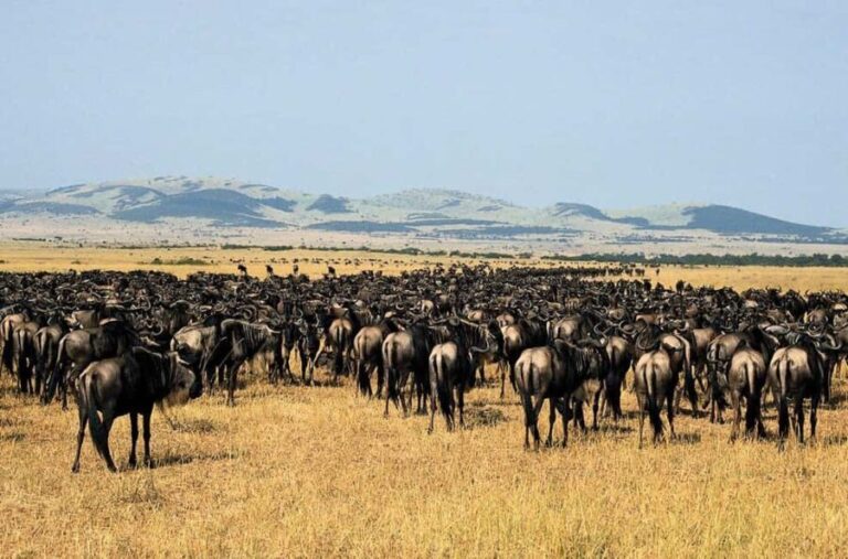 Arusha: 6-Day Great Wildebeest Migration Safari - Transport, Accommodation, and Group Size