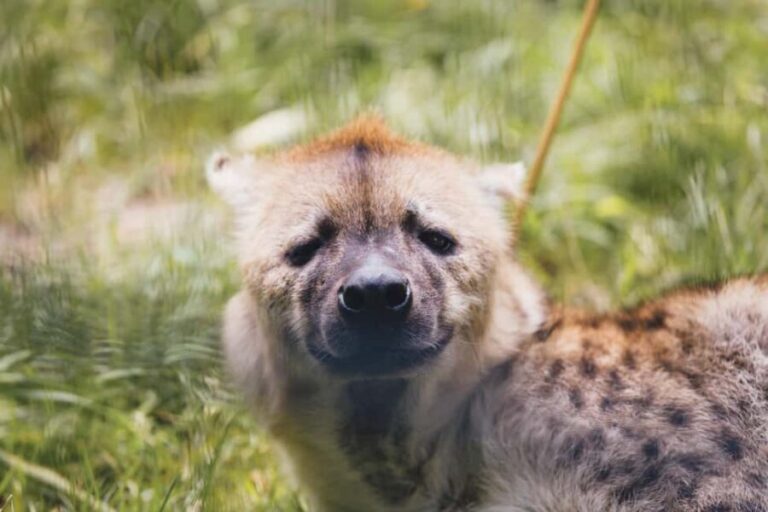 Arusha: 6-Day Serengeti Migration Safari with Flights - What Makes This Tour Stand Out?