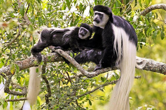 Arusha National Park Day Trip - An In-Depth Look at the Tour Experience