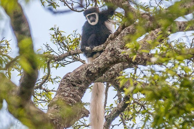 Arusha National Park Day Trip - A Closer Look at the Tour Experience