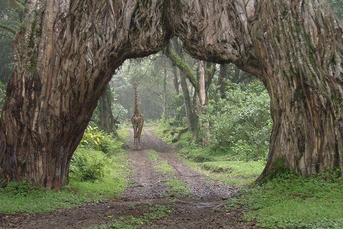 Arusha National Park Guided Day Tour from Arusha - The Cost versus the Experience
