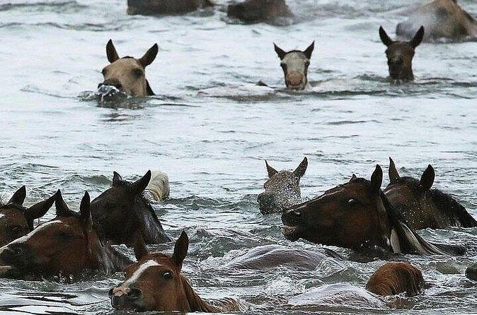 Assateague Island Kayak Tours and Ponies Experience - Logistics and Practicalities