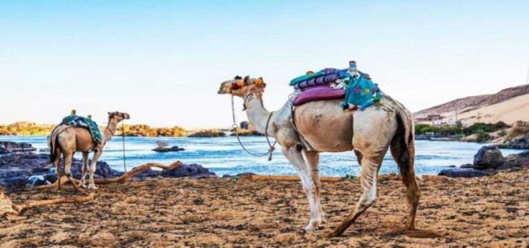 Aswan: Day Trip to Nubian Village with Camel Tour - Who Will Love This Tour?