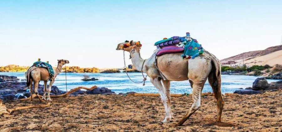 Aswan: Day Trip to Nubian Village with Camel Tour - Who Will Love This Tour?