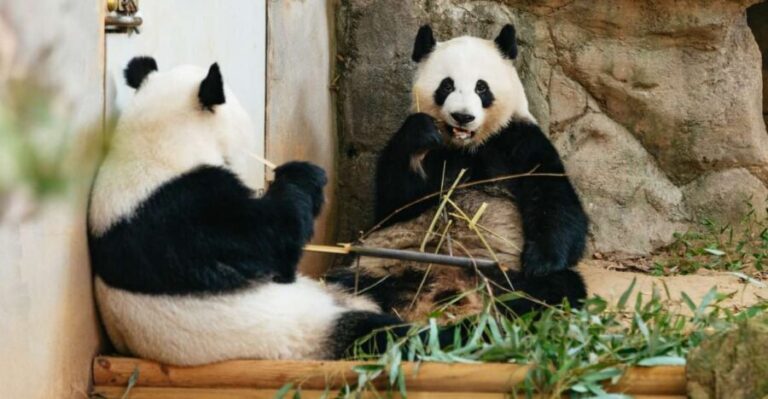 Atlanta: Zoo Atlanta General Admission Ticket - Who Will Love This Zoo?
